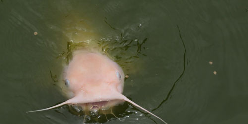 Making A Catfish Habitat Frequently Asked Questions