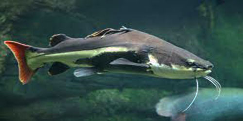 Small Scale Backyard Catfish Farming Frequently Asked Questions