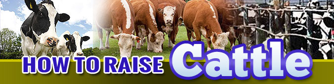 How To Raise Cattle FAQ