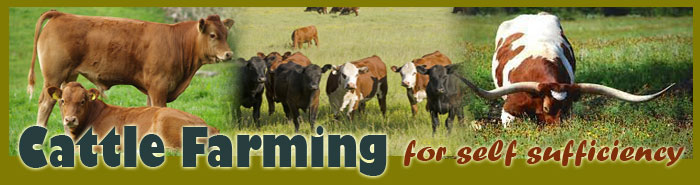 Cattle Farming For Self Sufficiency