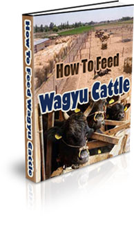 The How To Feed Wagyu Cattle eBook