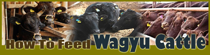 How To Raise Cattle FAQ