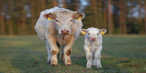 Raising Charolais Cattle Frequently Asked Questions