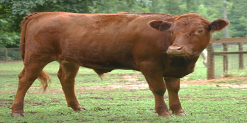Raising Dexter Cattle Frequently Asked Questions