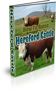 The How To Raise Hereford Cattle eBook
