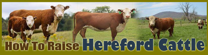 How To Raise Hereford Cattle