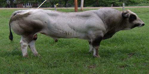 Raising Piedmontese Cattle Frequently Asked Questions