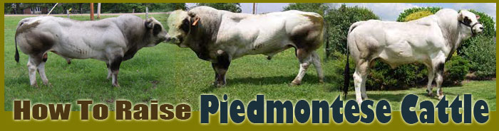 How To Raise Piedmontese Cattle