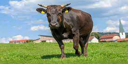 Raising Wagyu Beef Cattle Frequently Asked Questions