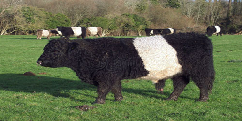 Raising Belted Galloway Cattle Frequently Asked Questions