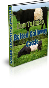 The How To Raise Belted Galloway Cattle eBook