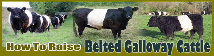 How To Raise Belted Galloway Cattle