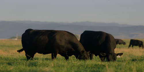 Raising Black Angus Cattle Frequently Asked Questions