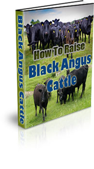 The How To Raise Black Angus Cattle eBook