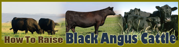 How To Raise Black Angus Cattle