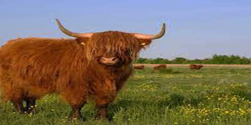 Raising Scottish Highland Cattle Frequently Asked Questions