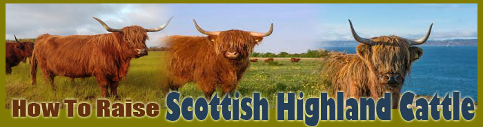 How To Raise Scottish Highland Cattle