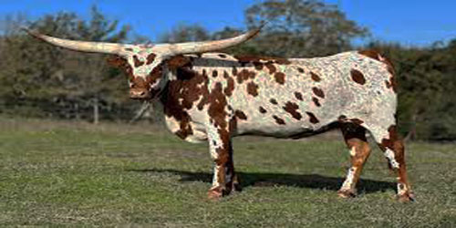 Raising Texas Longhorn Cattle Frequently Asked Questions