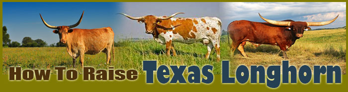 How To Raise Texas Longhorn Cattle