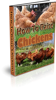How To Raise Chickens