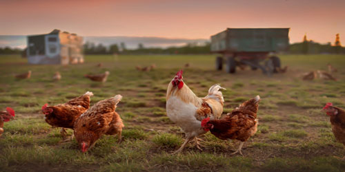 Chicken Farming For Self Sufficiency Frequently Asked Questions