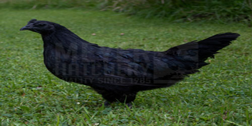 Breeding Ayam Cemani Chickens Frequently Asked Questions