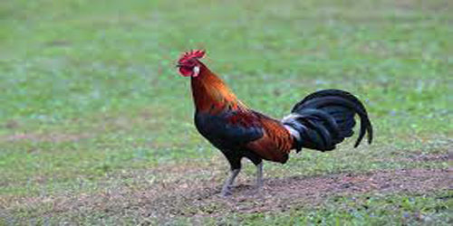 Breeding Ayam Cemani Chickens Frequently Asked Questions