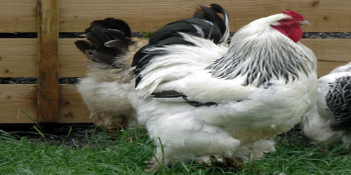 Raising Brahma Chickens Frequently Asked Questions