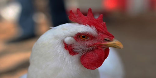 Raising Bresse Chickens Frequently Asked Questions