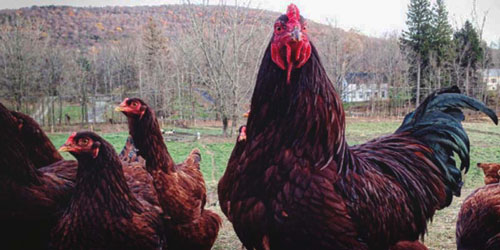 Raising Buckeye Chickens Frequently Asked Questions