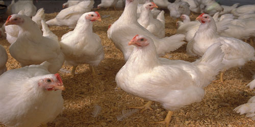 Raising Cornish Cross Chickens Frequently Asked Questions