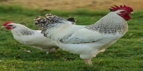 Raising Delaware Chickens Frequently Asked Questions