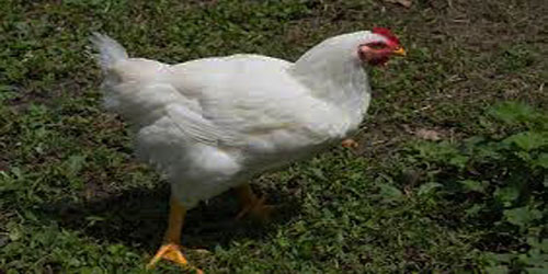 Raising Leghorn Chickens Frequently Asked Questions