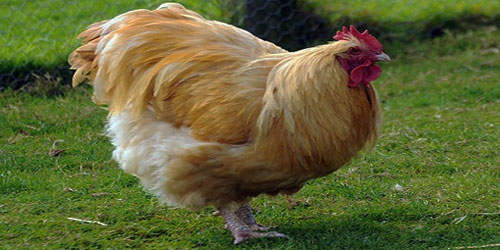 Raising Orpington Chickens Frequently Asked Questions