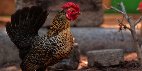 Raising Serama Chickens Frequently Asked Questions