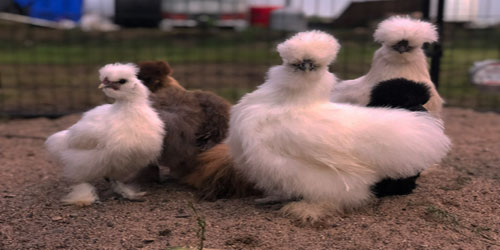 Raising Silkie Chickens Frequently Asked Questions