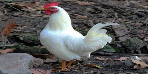 Raising White Leghorn Chicken Frequently Asked Questions