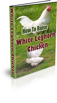 The How To Raise White Leghorn Chickens eBook