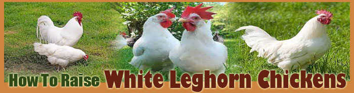 How To Raise White Leghorn Chickens