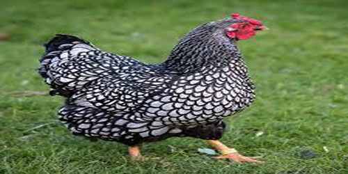Raising Wyandotte Chickens Frequently Asked Questions