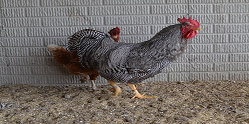 Raising Plymouth Rock Chickens Frequently Asked Questions