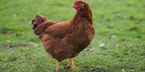 Raising Rhode Island Red Chickens Frequently Asked Questions