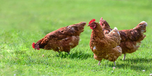 Small Scale Chicken Farming Frequently Asked Questions