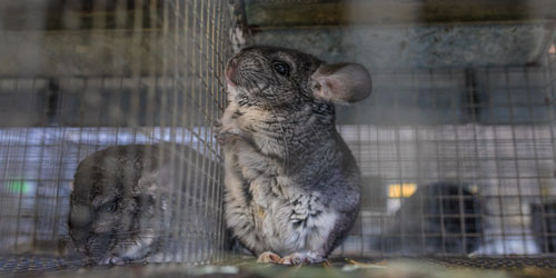 Chinchilla Farming For Self Sufficiency Frequently Asked Questions