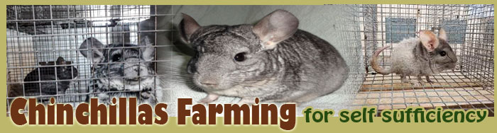 Chinchillas Farming For Self Sufficiency