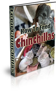 Chinchilla Living Requirements