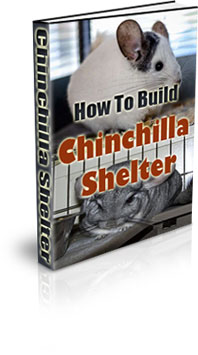 How To Take Care Of A Chinchilla For Beginners