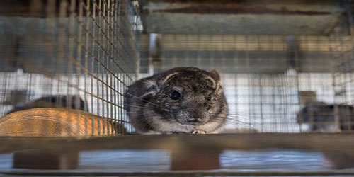 Building A Chinchilla Habitat Frequently Asked Questions
