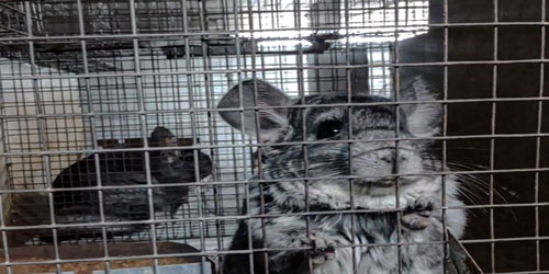 Small Scale Chinchilla Farming Frequently Asked Questions
