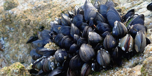 Clam Farming For Self Sufficiency Frequently Asked Questions